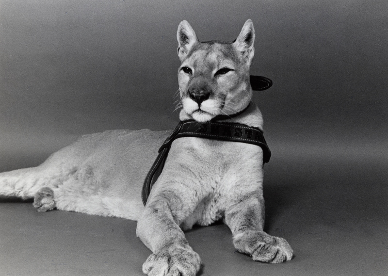 cougar, our official college mascot