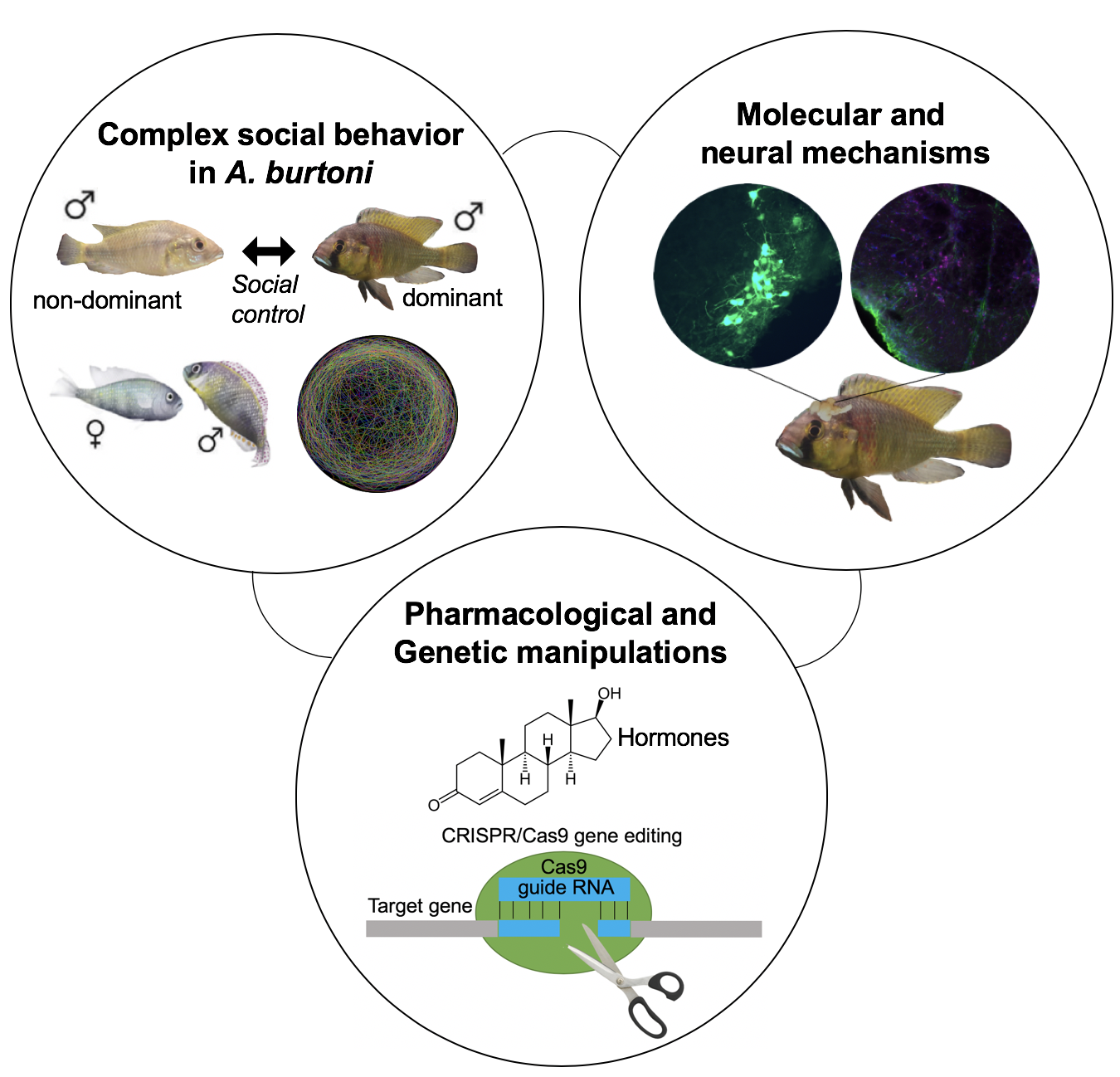 /class/psychology/dcbn/research/social-neuroscience/alward_snl_website_figure.png