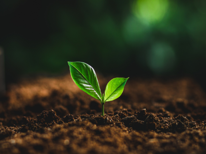 Seedling