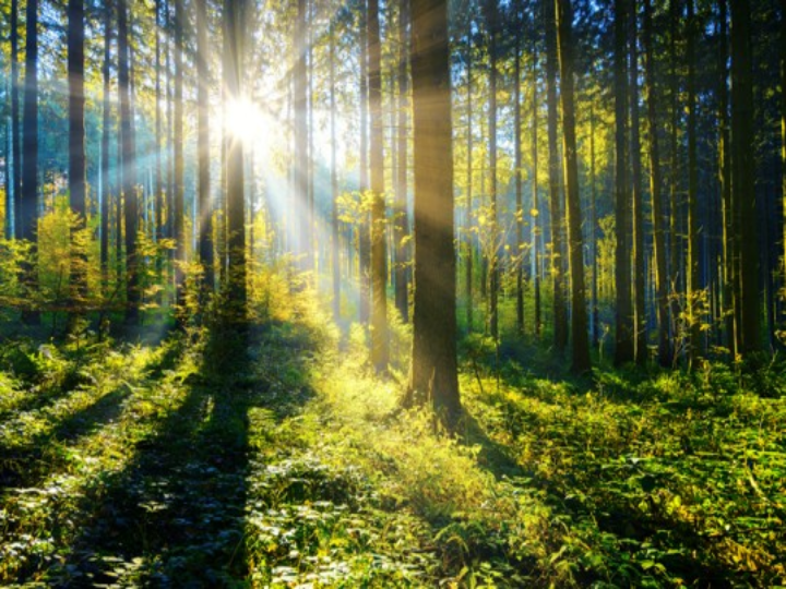 Forest of Trees