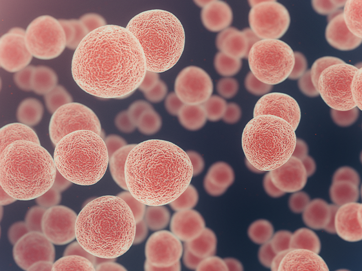 human cells