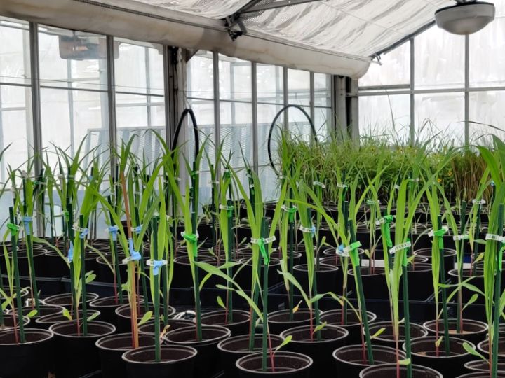 Young plants growing in pots inside a greenhouse, with each plant supported by small stakes and labeled.
