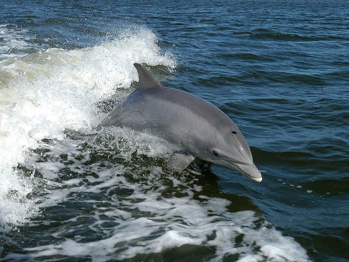 Bottlenose dolphins