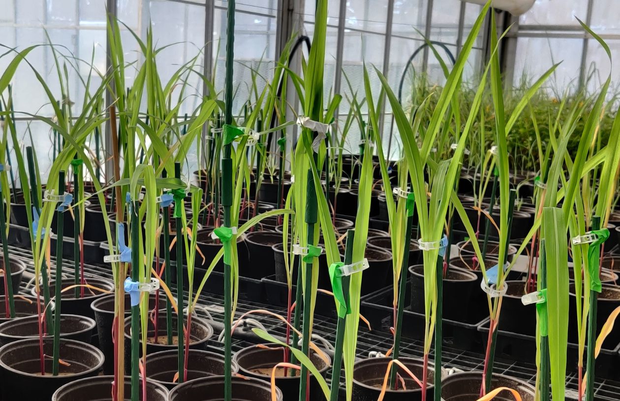 Young plants growing in pots inside a greenhouse, with each plant supported by small stakes and labeled.