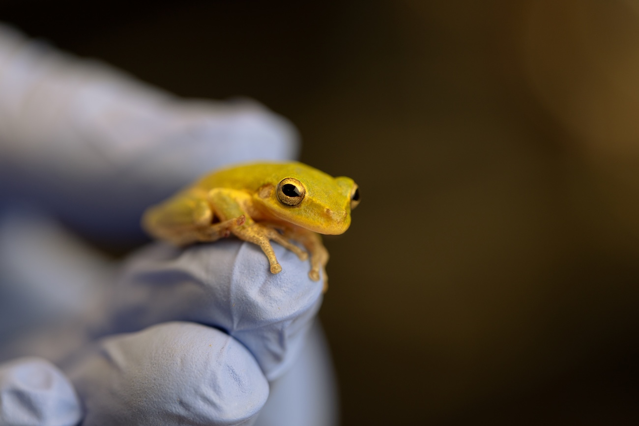 uh researcher holds small green frog in gloved hand