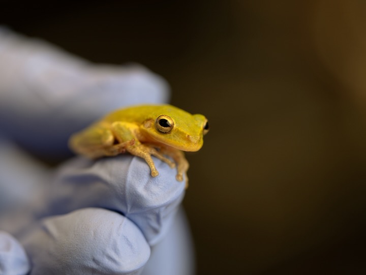 uh researcher holds small green frog in gloved hand