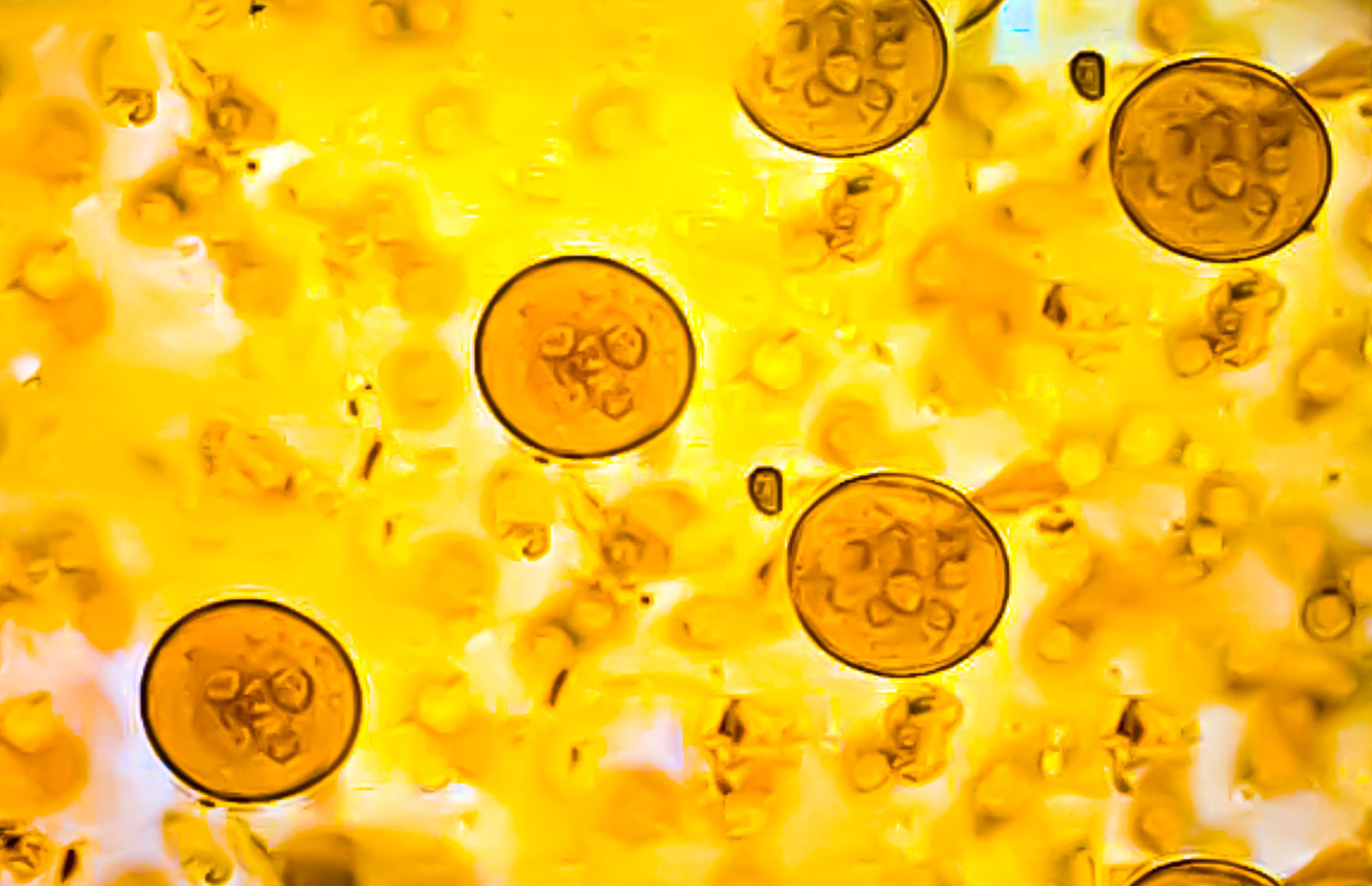 Cryptosporidium parasites