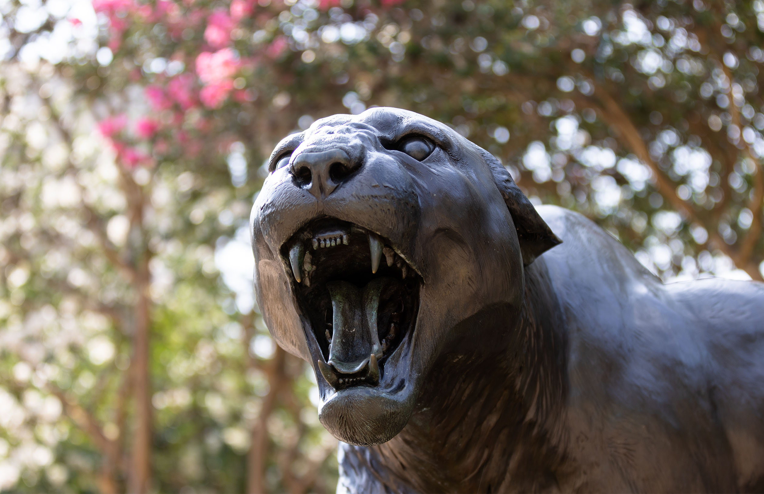 Cougar statue with open mouth and visible teeth in front of trees with pink flowers.