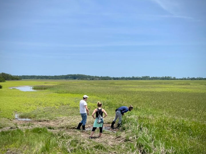 From right: Biologist Molly Albecker stands with researchers Kayla Hancey and Alex Price in a brackish marsh on Sapelo Island in Georgia. (Credit Molly Womack)