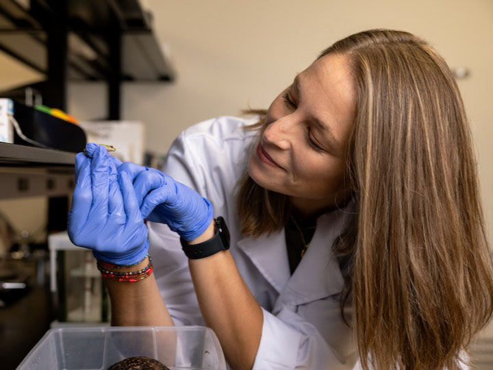 Albecker holds an squirrel treefrog, one of her study’s subjects, in her UH lab.