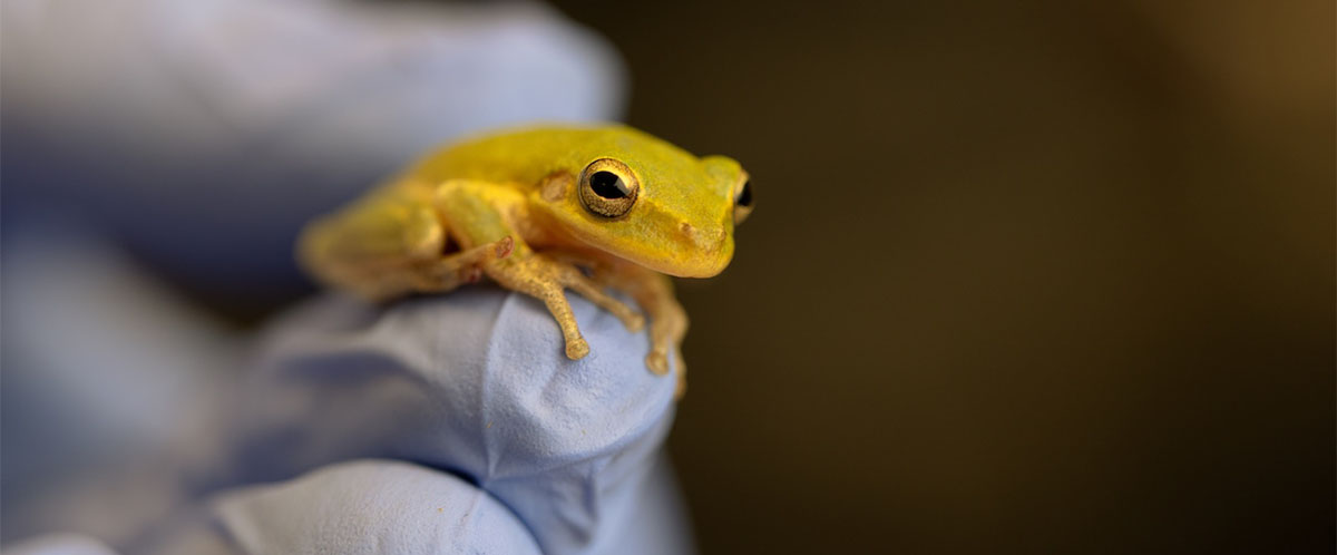University of Houston biologist Molly Albecker received a $2.16 million federal grant to study how some coastal frogs survive in salty environments. Pictured is the squirrel treefrog (Hyla squirella).