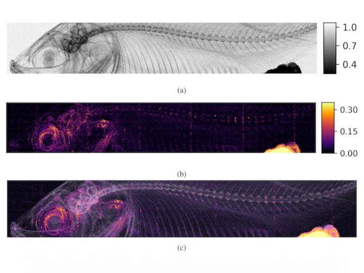 Retrieved images of a dried fish from single-mask dark-field configuration. Image "a" shows attenuation contrast, "b" shows a dark field image, and image "c" combines attenuation and dark-field signal.