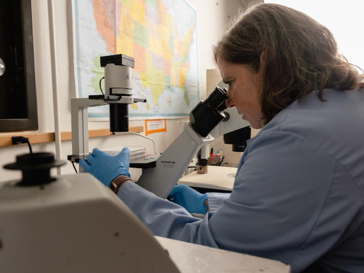 UH Professor Rebecca Zufall looks at organisms through a microscope.
