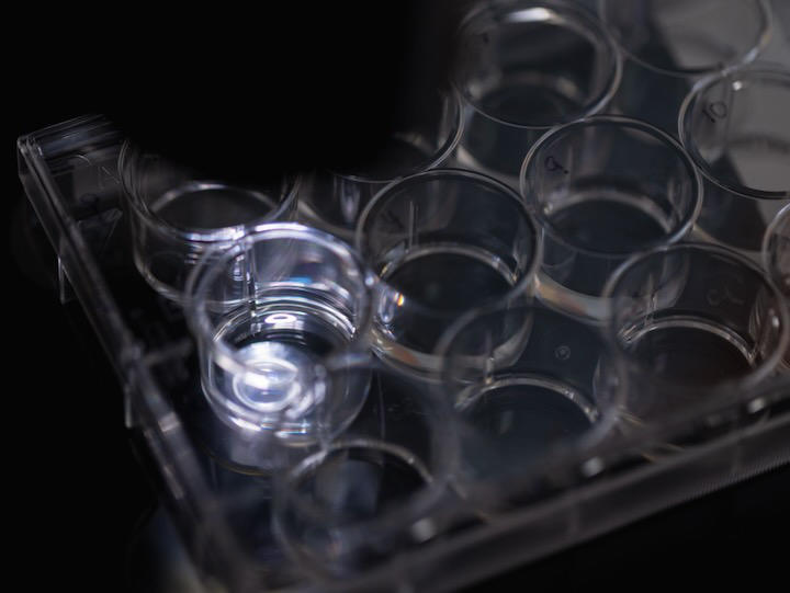 Tetrahymena, microscopic single-celled freshwater organisms, were found by UH evolutionary biologists to have the lowest mutation rate ever recorded.