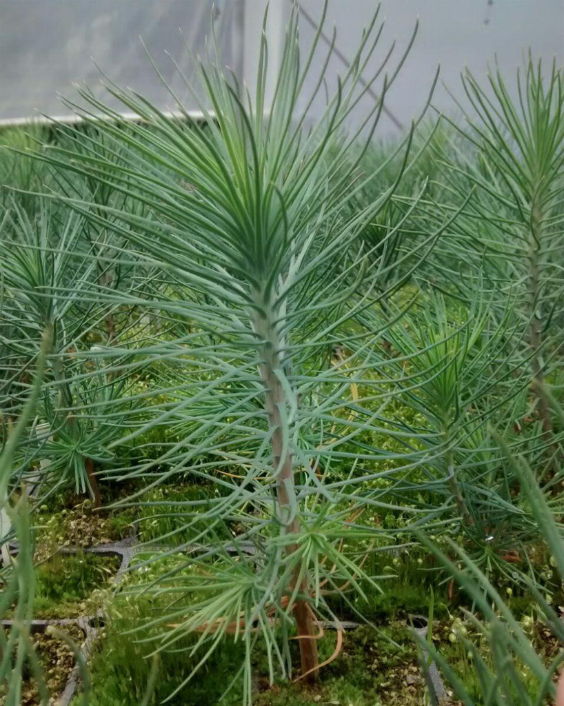 Tree sapling