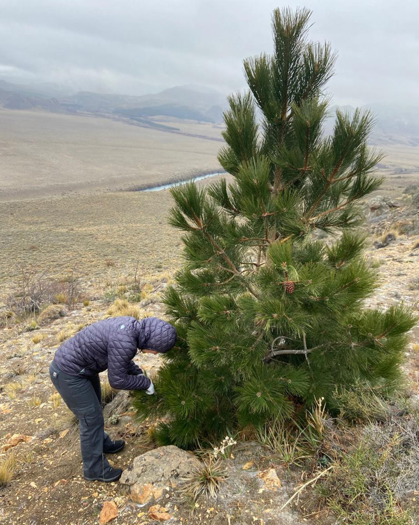Researcher studying a tree
