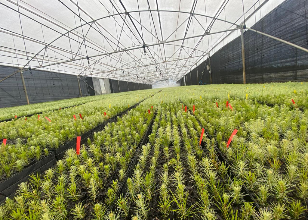 Greenhouse