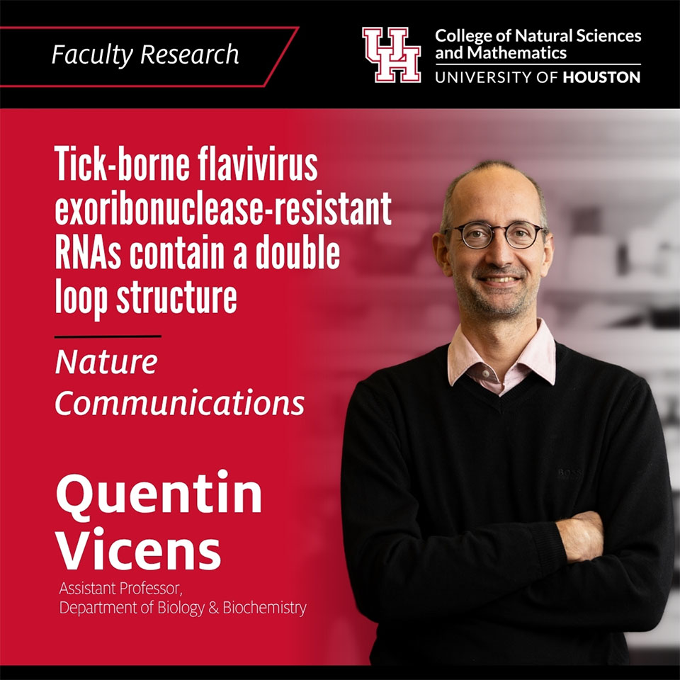 Tick-borne flavivirus exoribonuclease-resistant RNAs contain a double loop structure