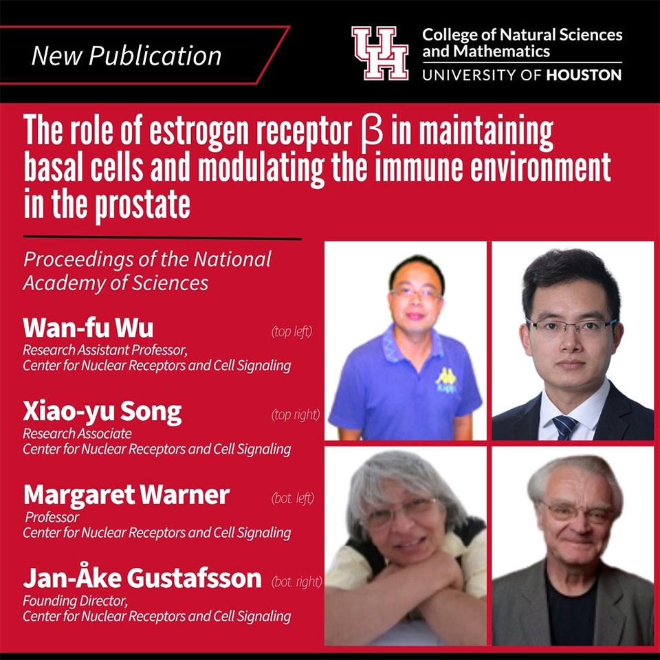 The role of estrogen receptor B in maintaining basal cells and modulating the immune environment in the prostate