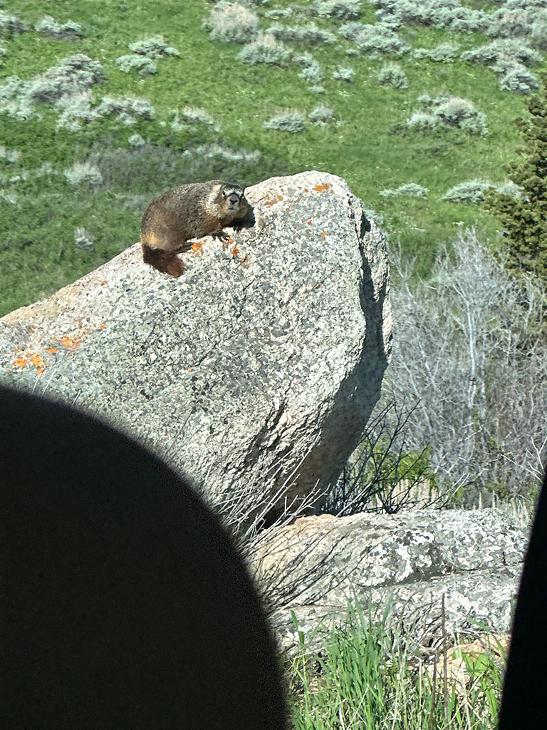 A marmot that was spotted on the way down from the YBRA facility on the way to the field. Traditionally, seeing a marmot on the way to the field is considered a good omen. The students named this one “Merlin.” Photo credit: Erin Olson, Student