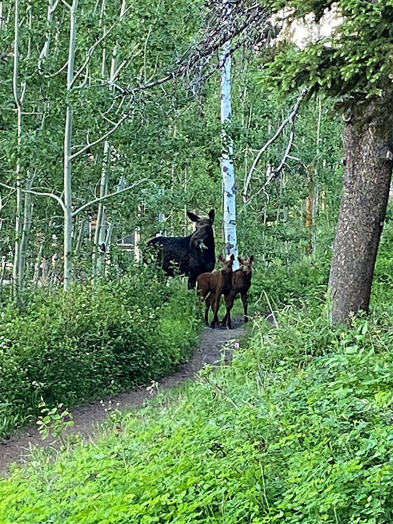 A mother moose with her two babies taking a stroll through camp. Photo credit: Jack McLaughlin, TA
