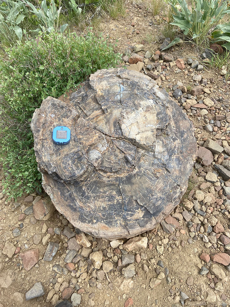 One of many petrified tree stumps on Specimen Ridge. Brunton compass for scale. Photo credit: Jack McLaughlin, TA
