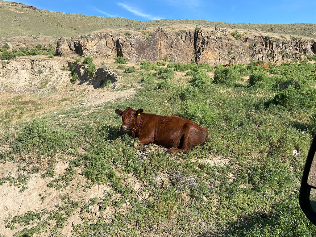 Block Mountain is surrounded by rancher land, so it's common to come across cows on the way to and from the field area. Photo credit: Jack McLaughlin, TA