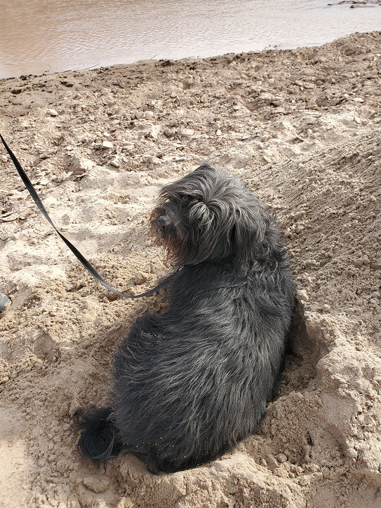 We worked under the watchful supervision of Guenther the Dog, a visiting expert in treats, an enthusiastic collector of sandburs, and an all-around very good boy. Photo credit: Noam Mullinax