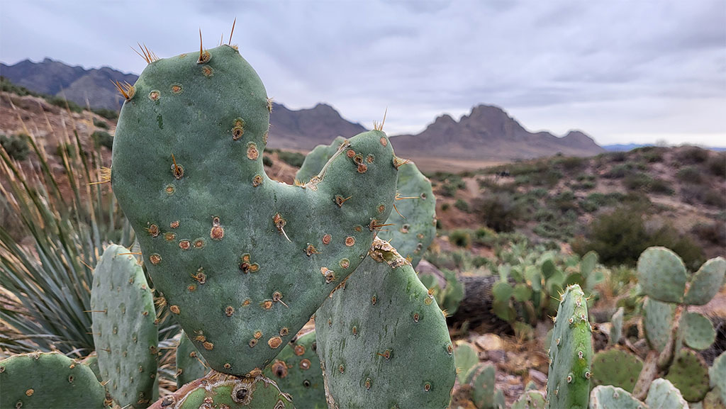 A heart shaped cactus. Photo credit: Korien Oostingh