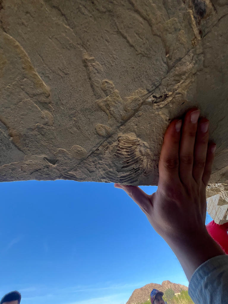Photo Credit: TA Michael Daniel - Gorgeous shell trace fossil found on the underside of the bedding surfaces.