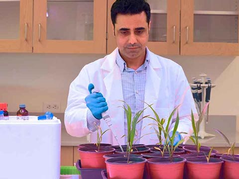 A photosynthesis meter is placed on a leaf of a sorghum plant.