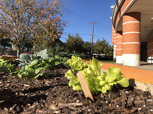 BOUNCE Program community garden