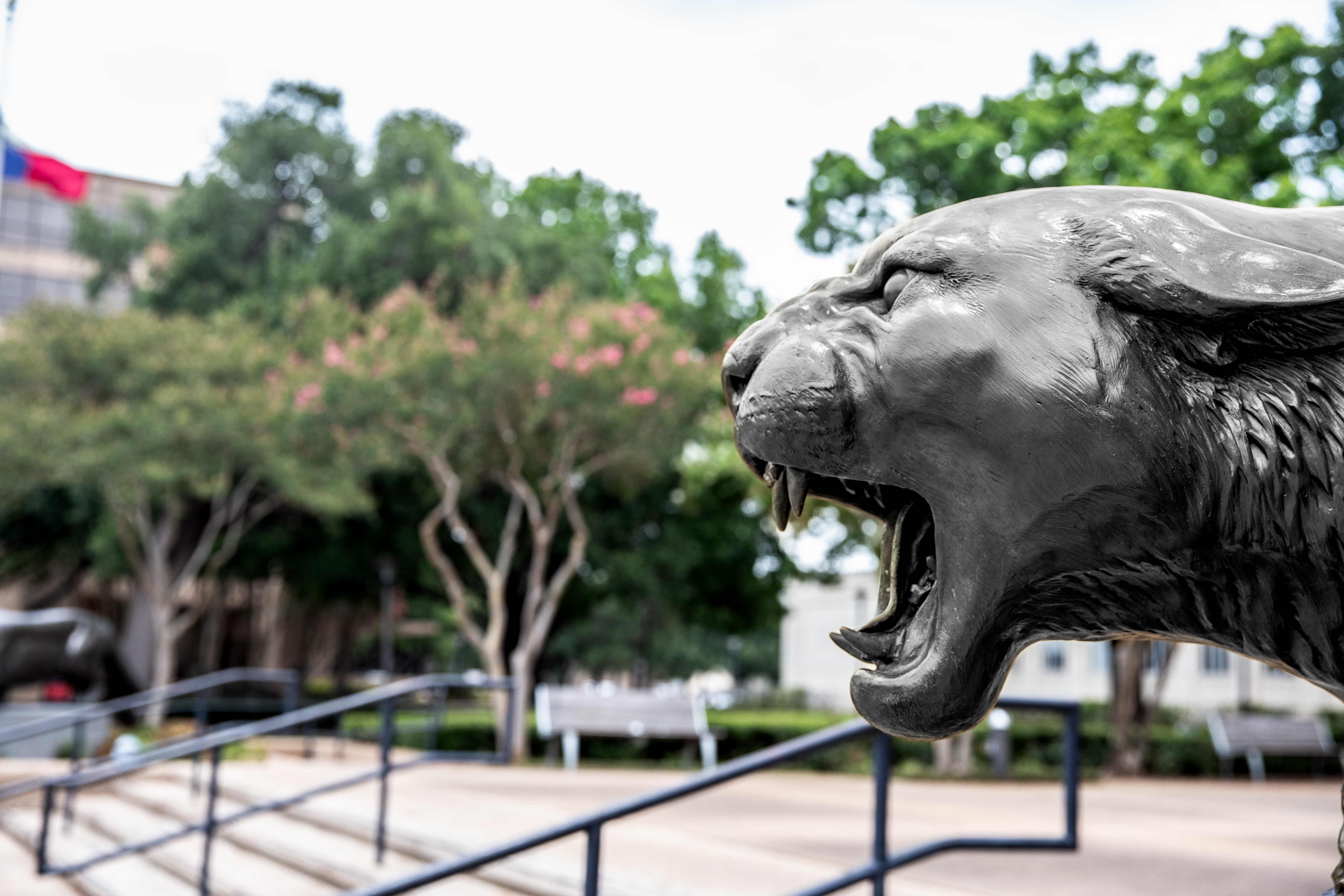 UH cougar statue.